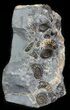Ammonite (Promicroceras) Fossil Cluster - Somerset, England #63496-2